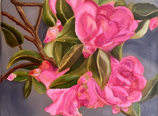 Camellias by Katie Thompson