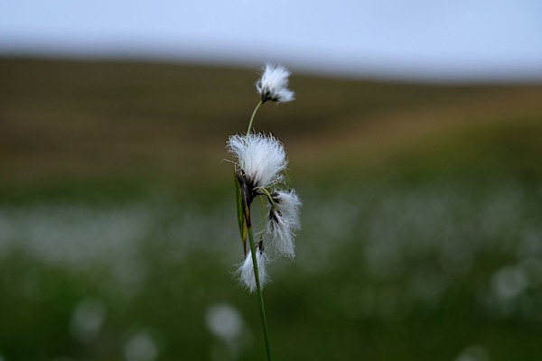Bog Cotton, Glen Tilt by Sandie Smith