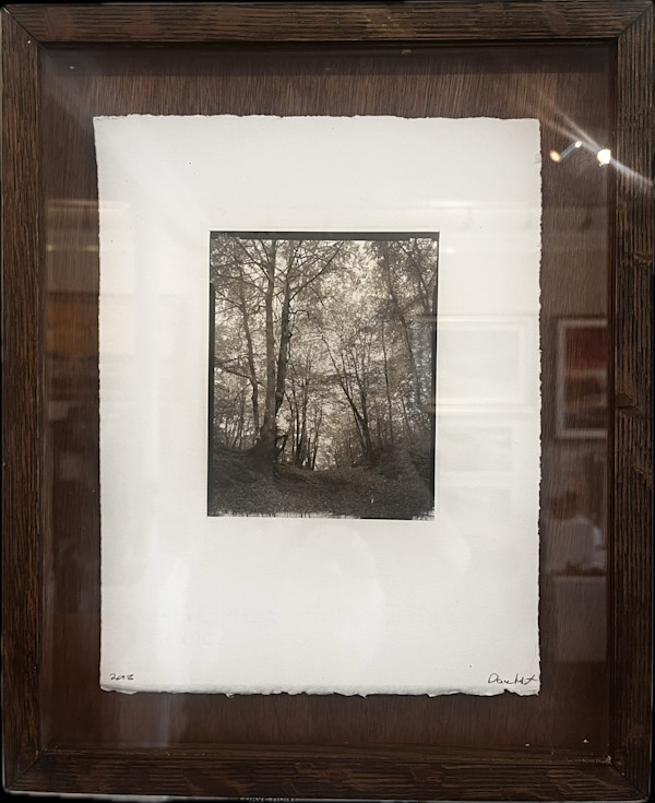 Woodland Walk by Dave Hunt