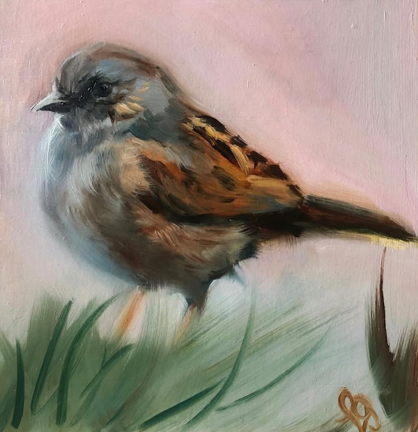 Dunnock by Louise Ogilvy