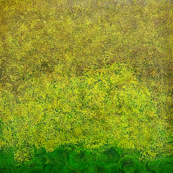 Mossy Field no. 2555 by Klara Gunnlaugsdottir