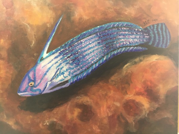 Lined coris fish by Jennifer C.  Pierstorff
