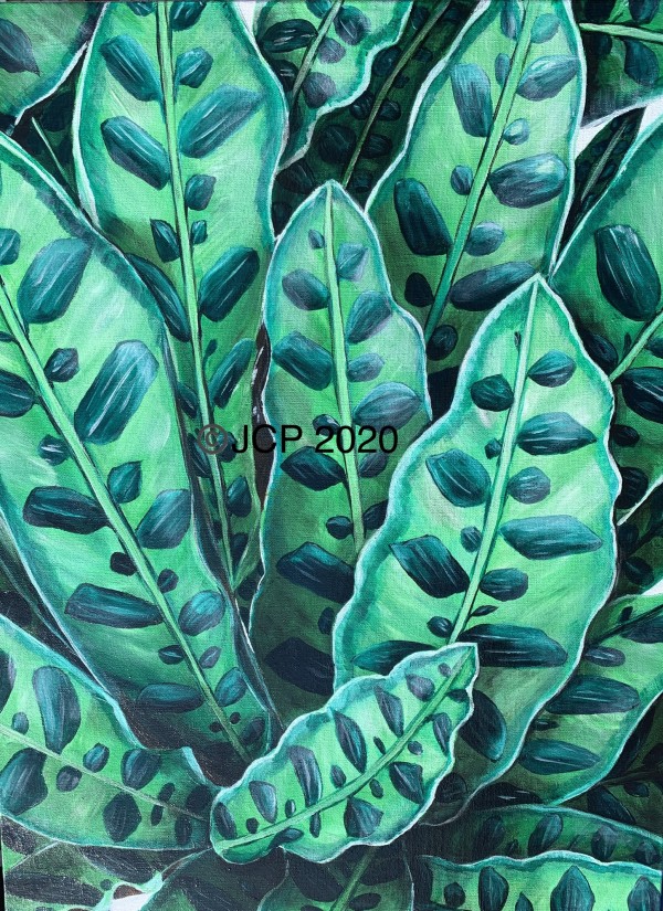 For the love of green, Rattlesnake Plant by Jennifer C.  Pierstorff