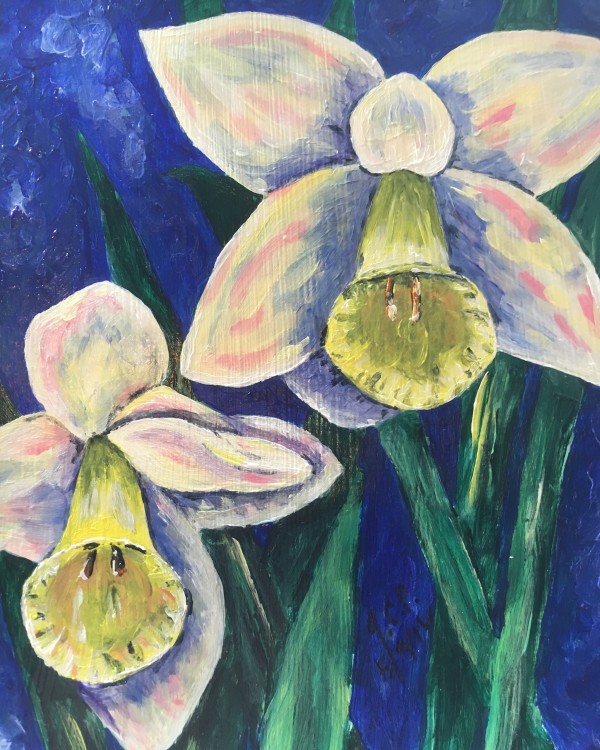 White daffodils by Jennifer C.  Pierstorff