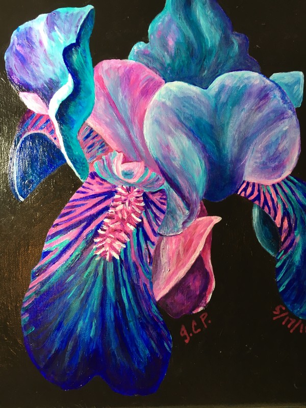 Teal bearded iris by Jennifer C.  Pierstorff