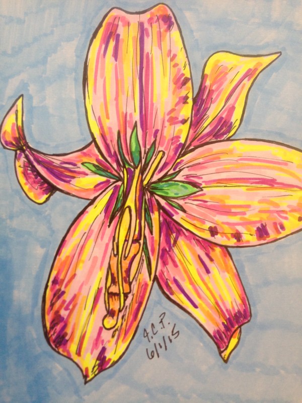 Finger lily by Jennifer C.  Pierstorff