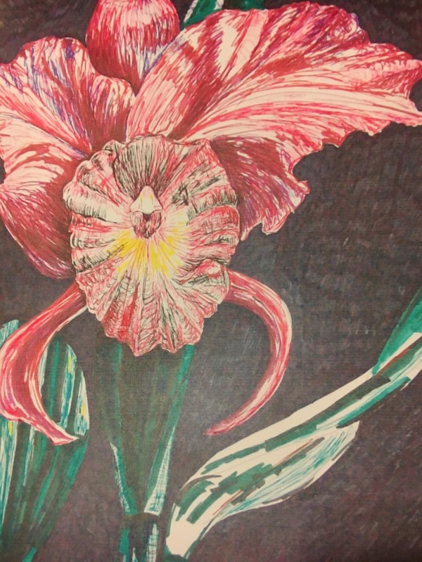 Pink ink orchid by Jennifer C.  Pierstorff