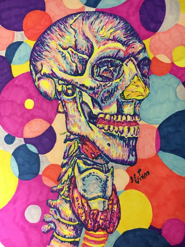 Blue toned anterolateral view of the skull by Jennifer C.  Pierstorff