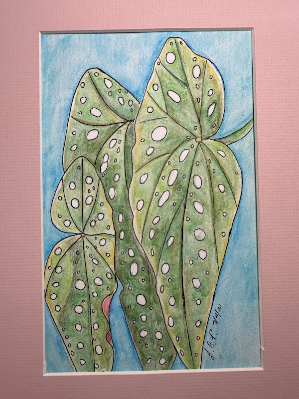 Begonia Maculata 2 by Jennifer C.  Pierstorff