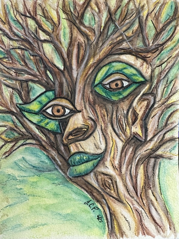 The Wisdom and Soul of the Old Forest by Jennifer C.  Pierstorff