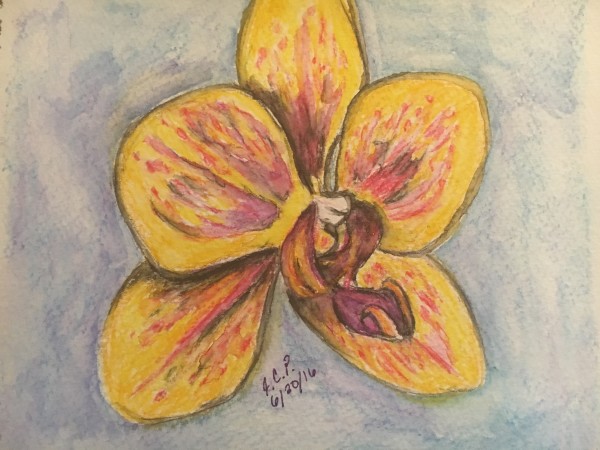 Yellow and Red Moth Orchid by Jennifer C.  Pierstorff