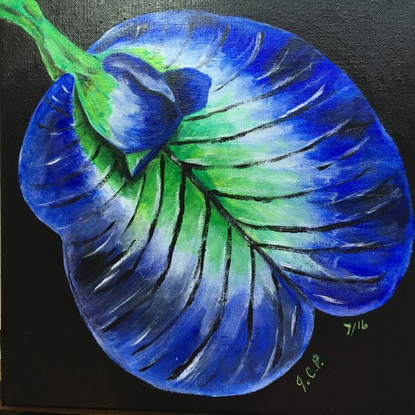 Blue Butterfly Pea Flower by Jennifer C.  Pierstorff
