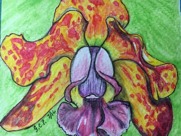 Cattleyas Orchid by Jennifer C.  Pierstorff