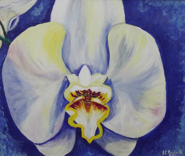White orchid by Jennifer C.  Pierstorff