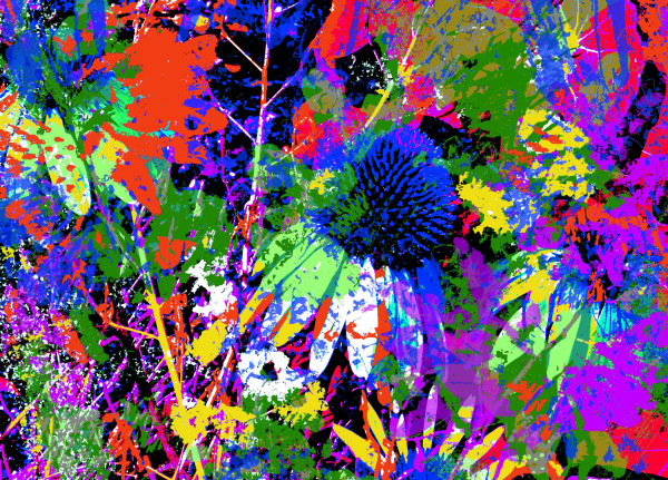 Echinacea 3 by John  Puntenney