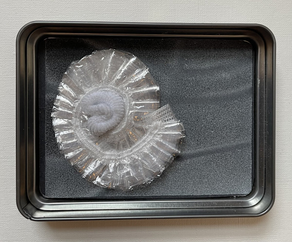 Ammonite by Ann Jones-Weinstock, Image 2.