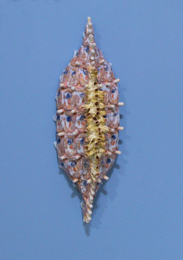Home Grasses Diatom
