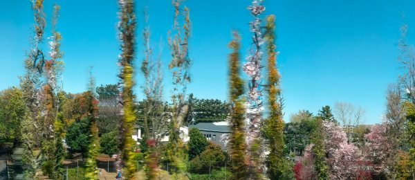 4/13/19 Konakadaiminami Koen by Tara Tamaribuchi