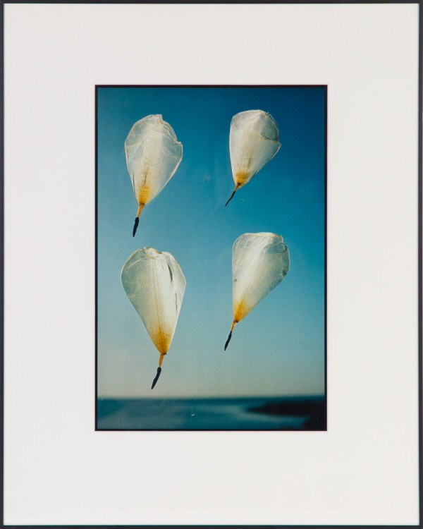 Parachutes by Beverly Hallam