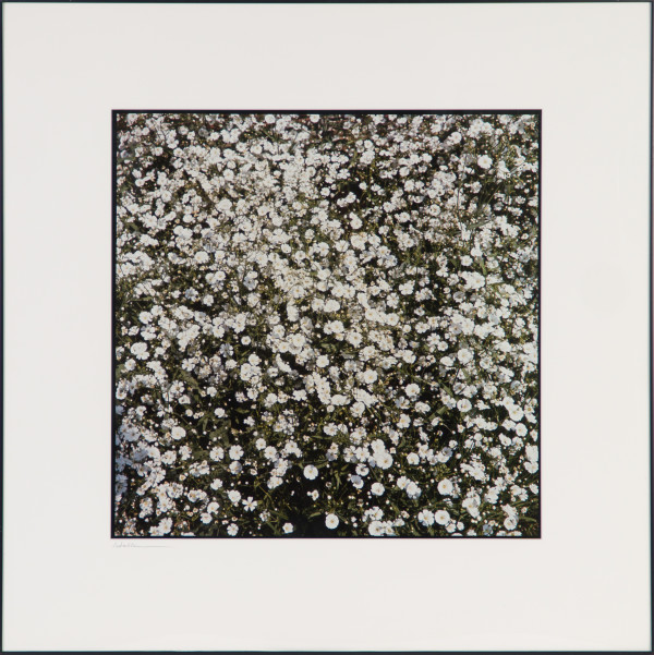 Field of Flowers by Beverly Hallam