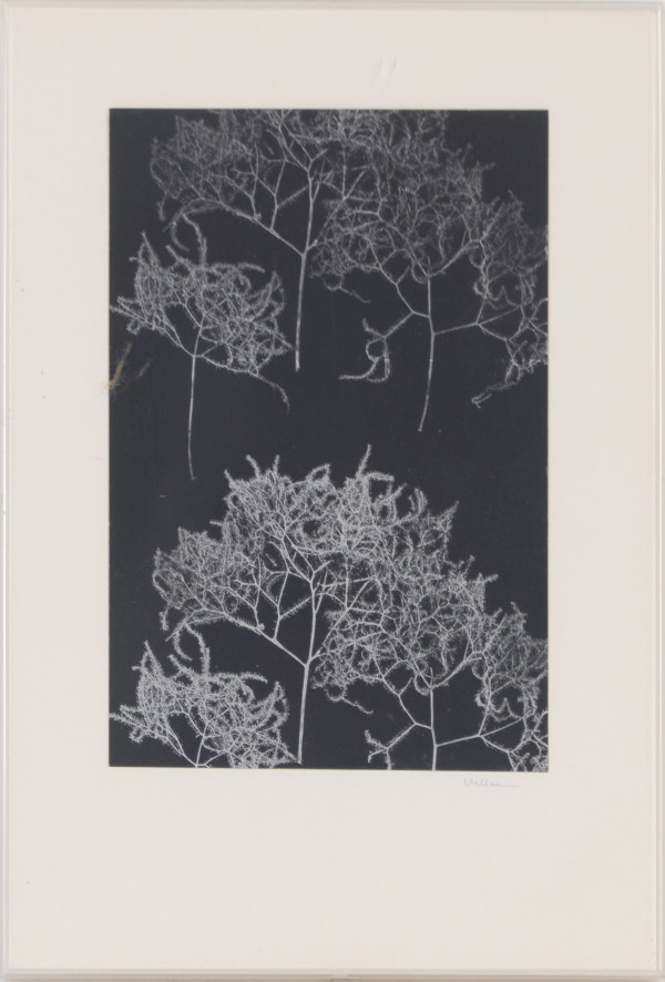 Smoke Bush by Beverly Hallam