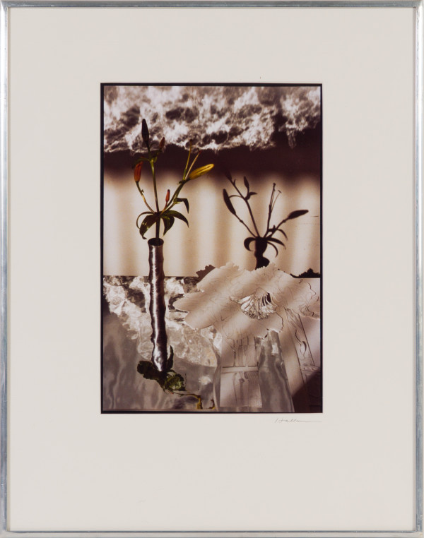 Lily Buds by Beverly Hallam