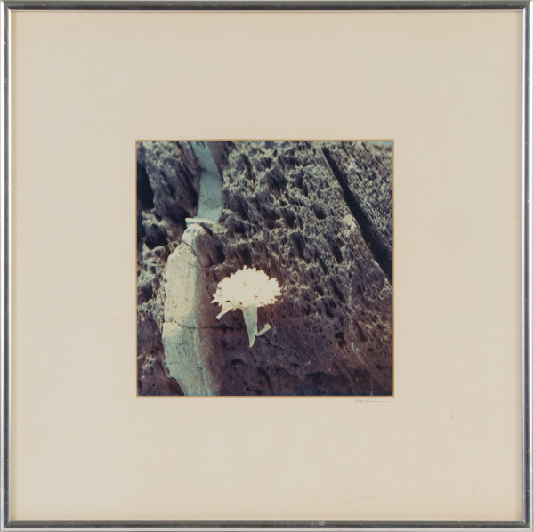 Sea Moss (Life Size) by Beverly Hallam