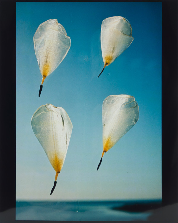 Parachutes by Beverly Hallam
