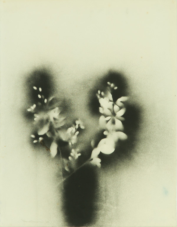 Black Barberry I by Beverly Hallam