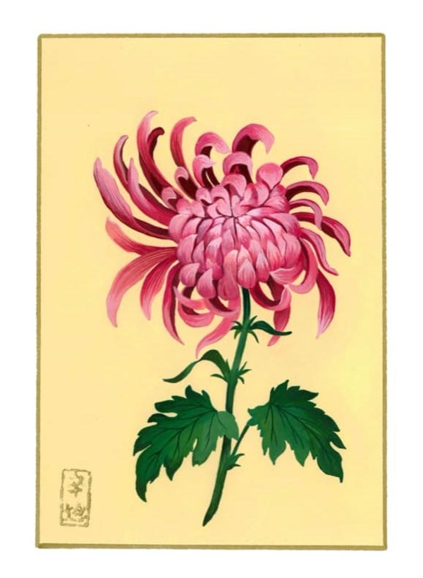4th of August  “Chrysanthemum” by Cindy Cal
