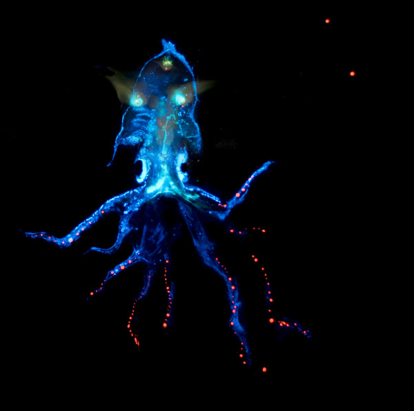 Pulpo (glow in the dark) by Nicolas Bedel