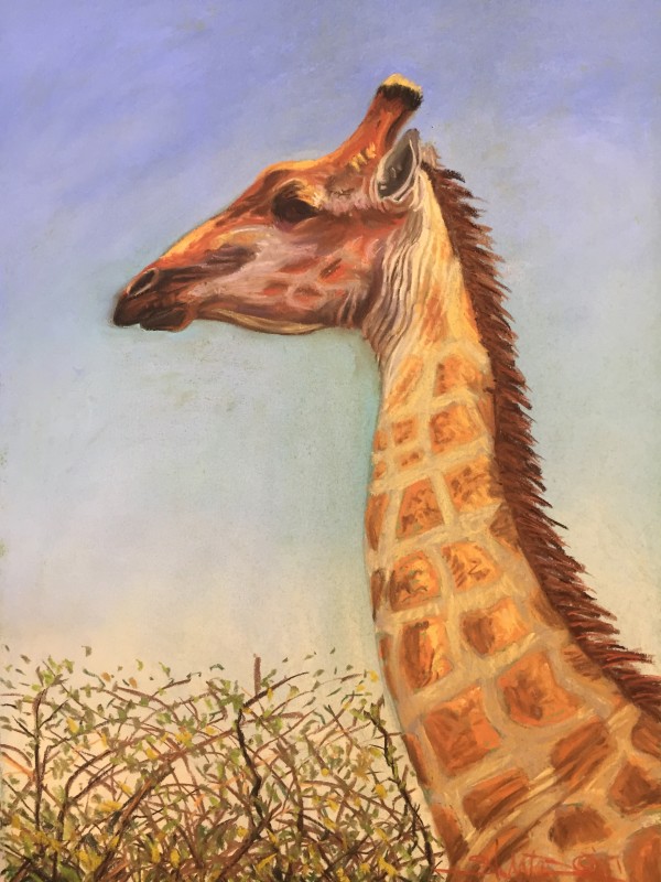 Giraffe by Stuart Burton