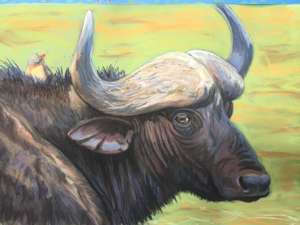 Cape Buffalo and Friend by Stuart Burton