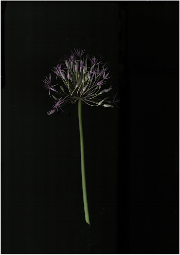2450 by Andrea Esswein, Image 1.