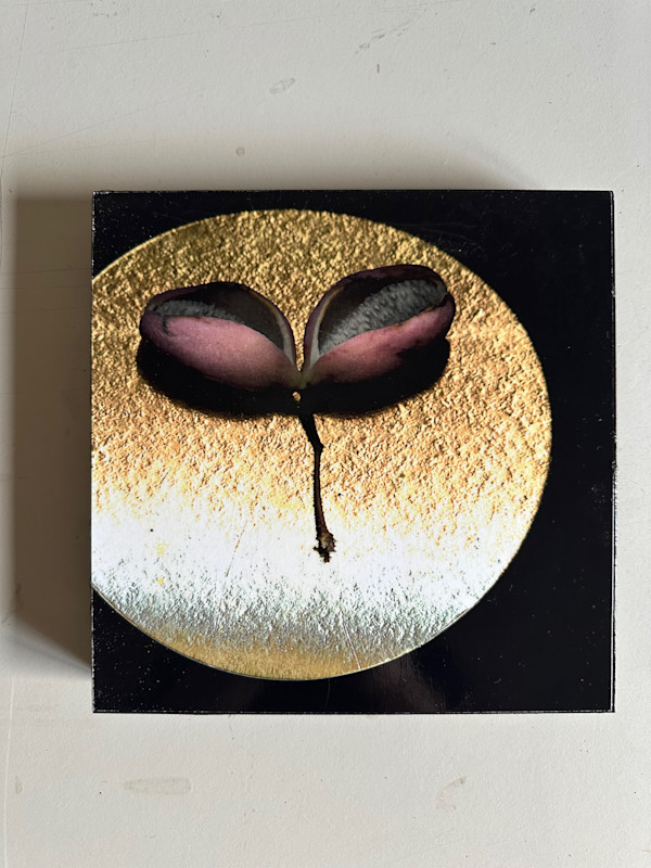 Schokoladenweinpflanze Nr. 5 by Andrea Esswein