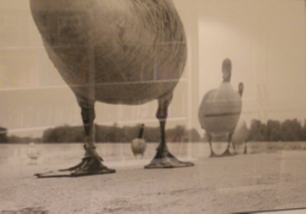 Duckzilla by Keith Auerbach
