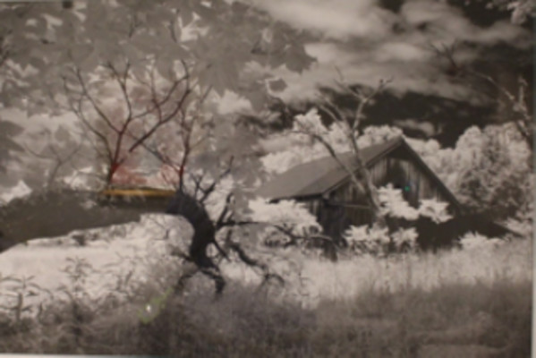 Tree Limb and Barn by Jeff Carr