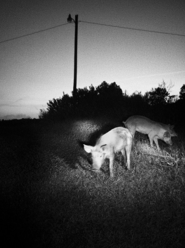 Pigs in the Dark - Washington County, Mississippi by Will Jacks