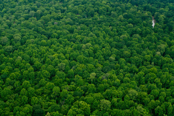 Delta Aerial XX by Will Jacks