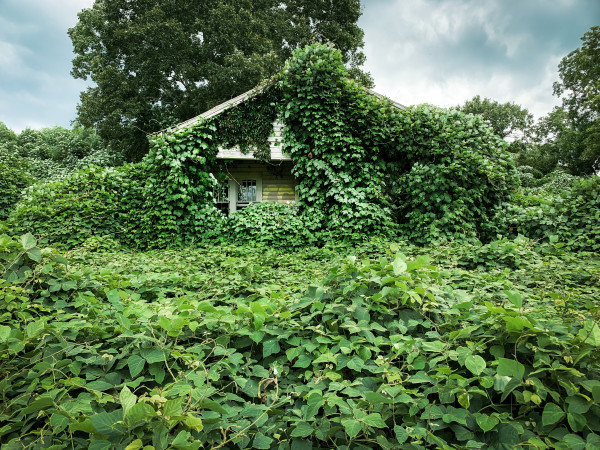 House in Kudzu II - Barbour County, Alabama by Will Jacks