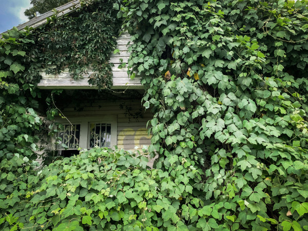 House in Kudzu I - Barbour County, Alabama by Will Jacks