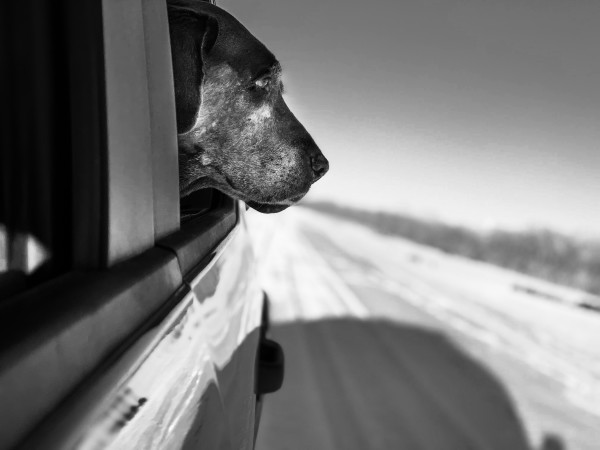 Millie Watching the Snow - Bolivar County, Mississippi by Will Jacks
