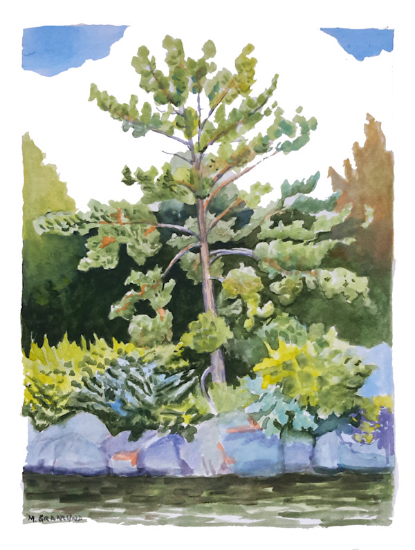 Young White Pine by Mark Granlund