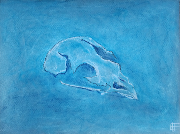 Baby Bird Skull by Elizabeth Ann Huffman