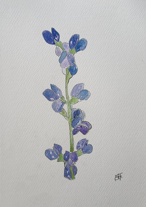 Baptisia (Wild Blue Indigo) by Elizabeth Ann Huffman, Image 10.