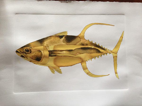 Yellow fin tuna, left by Grace Guirola