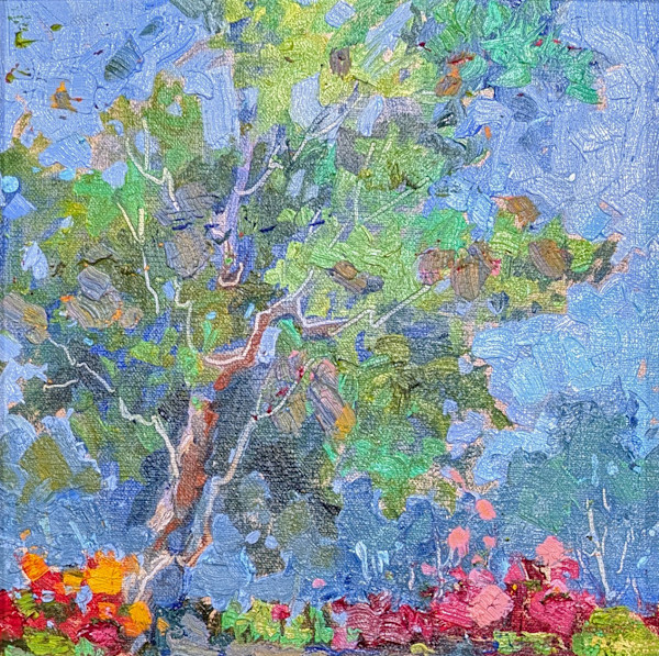 Sycamore in the Sun by Barbara Schilling