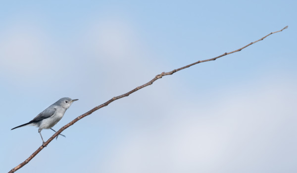 Gnatcatcher by Bob Burnett