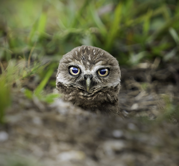 Burrowing Owl by Bob Burnett