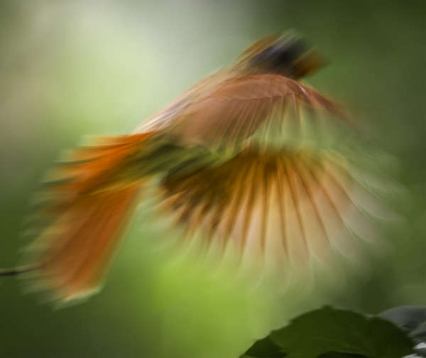Cardinal (Sycamore Island) by Bob Burnett